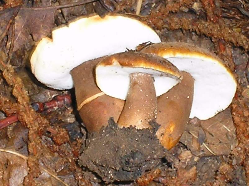 Gyroporus cyanescens